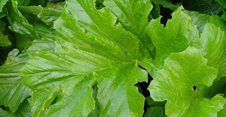 Acanthus mollis 'Hollard's Gold'